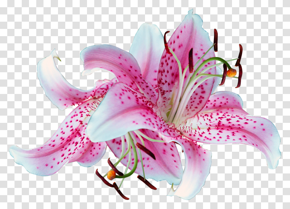 Clip Art Pictures Of Stargazer Lilies Background Lilies, Plant, Flower, Blossom, Lily Transparent Png