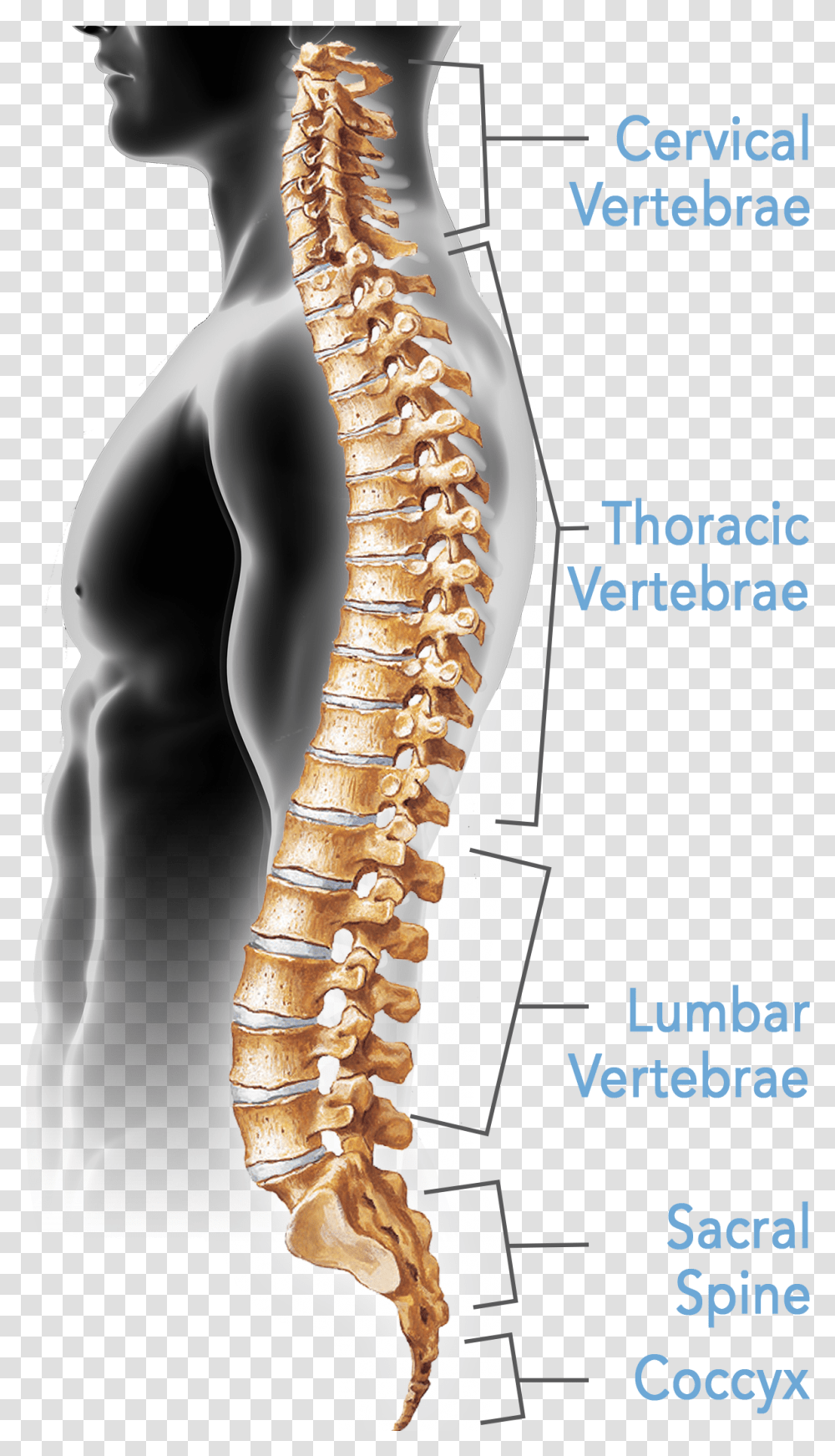 Clip Art Pictures Of The Spine Bones Of The Spine Are Typically Fused, Jaw, Person, Human, Torso Transparent Png
