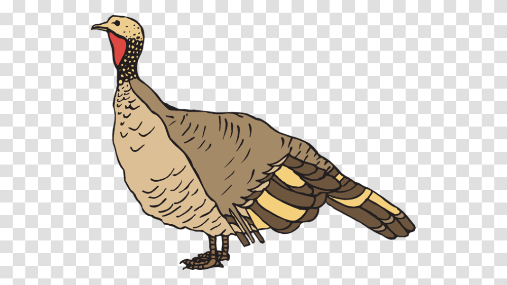 Clip Art Pilgrim Clothing Clipart, Animal, Bird, Turkey Bird, Poultry Transparent Png