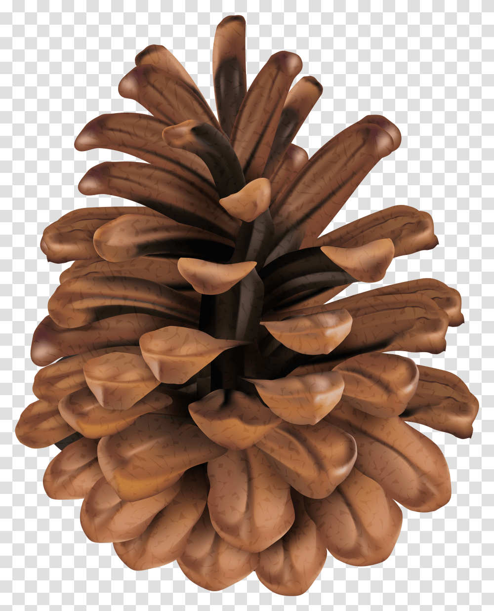 Clip Art Pine Cone Clipart Clip Art Pine Cone Transparent Png