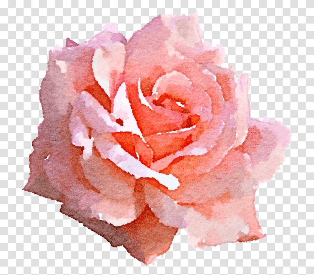 Clip Art Pink Rose Pink Rose Watercolor, Plant, Flower, Blossom, Petal Transparent Png