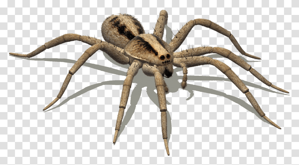 Clip Art Pisaurina Mira Hissing Spider, Invertebrate, Animal, Arachnid, Garden Spider Transparent Png
