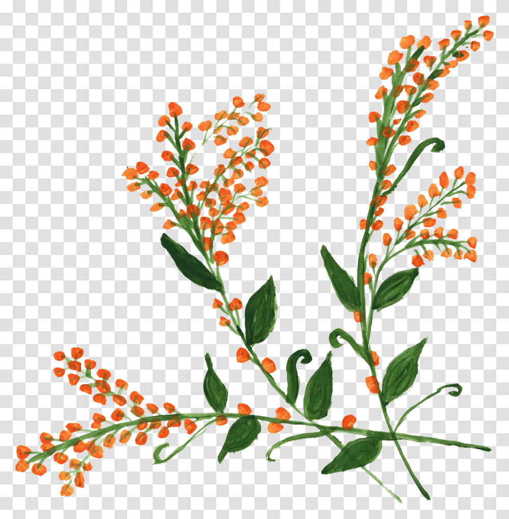 Clip Art, Plant, Acanthaceae, Flower, Bud Transparent Png