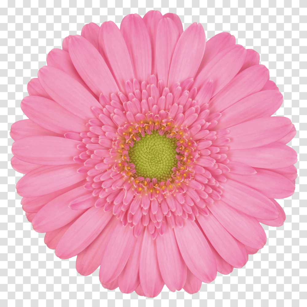 Clip Art, Plant, Daisy, Flower, Daisies Transparent Png