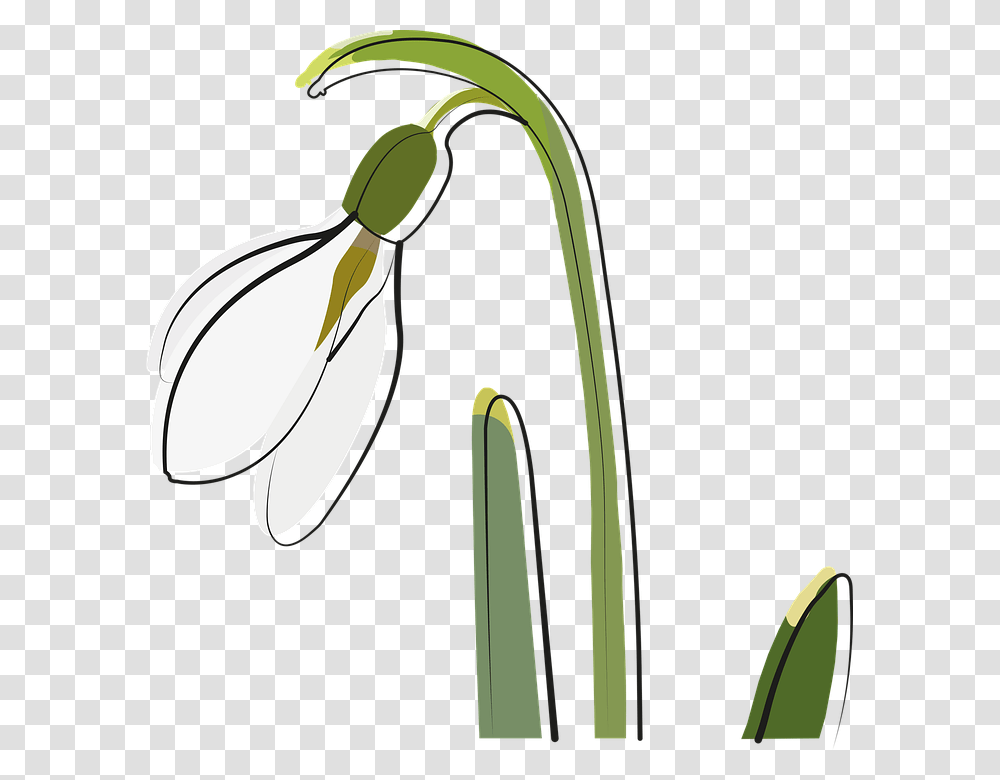 Clip Art, Plant, Flower, Blossom, Amaryllidaceae Transparent Png