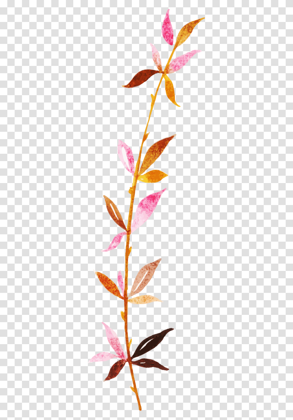 Clip Art, Plant, Flower, Blossom, Petal Transparent Png