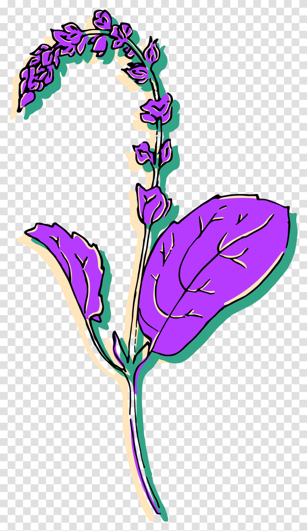 Clip Art, Plant, Flower, Blossom, Purple Transparent Png