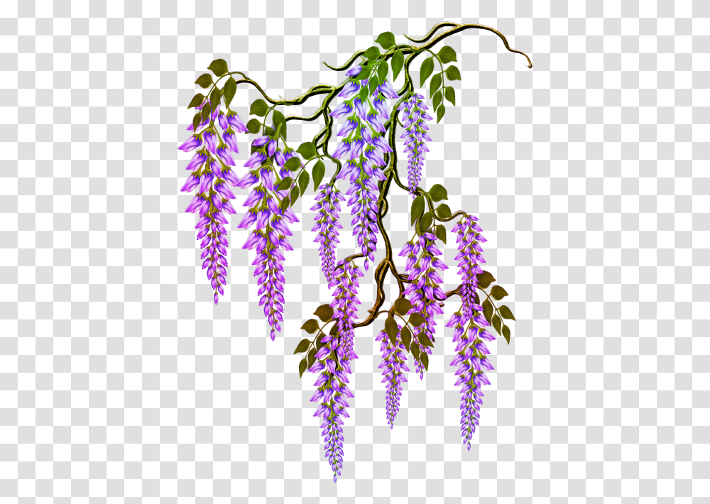 Clip Art, Plant, Flower, Blossom, Purple Transparent Png