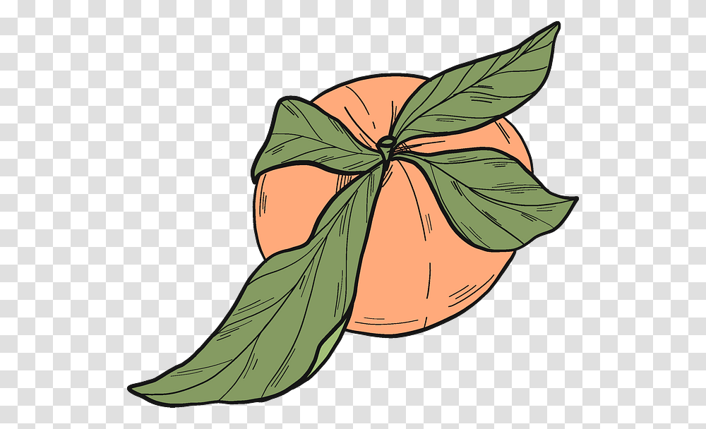Clip Art, Plant, Fruit, Food, Citrus Fruit Transparent Png