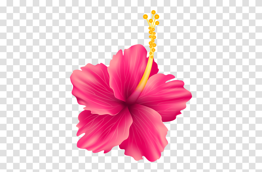 Clip Art, Plant, Hibiscus, Flower, Blossom Transparent Png