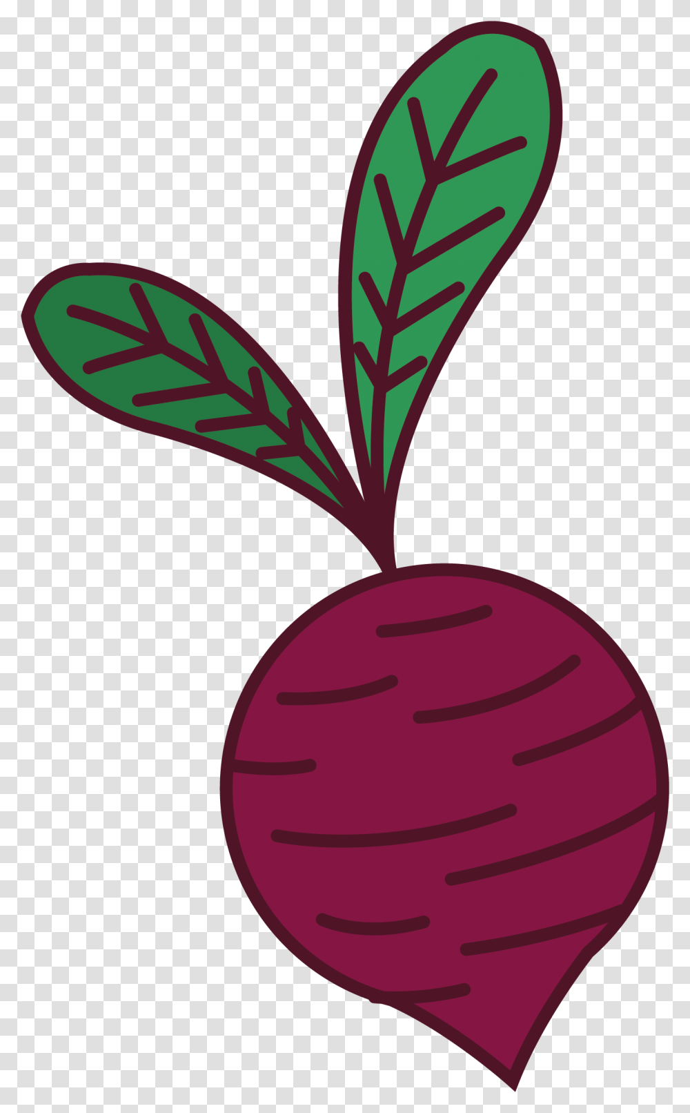 Clip Art, Plant, Radish, Vegetable, Food Transparent Png