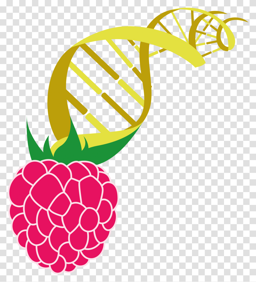 Clip Art, Plant, Raspberry, Fruit, Food Transparent Png
