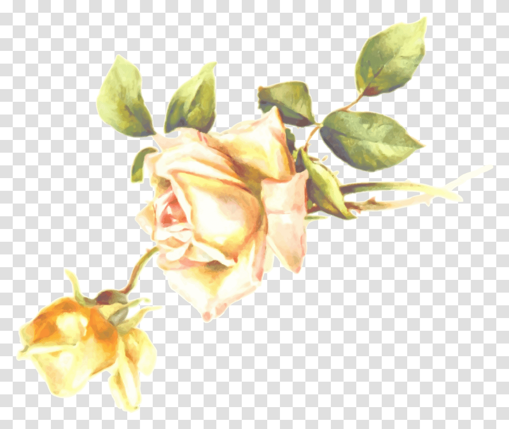 Clip Art, Plant, Rose, Flower, Blossom Transparent Png