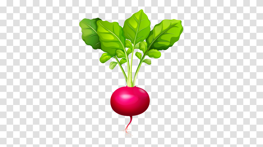 Clip Art, Plant, Vegetable, Food, Radish Transparent Png