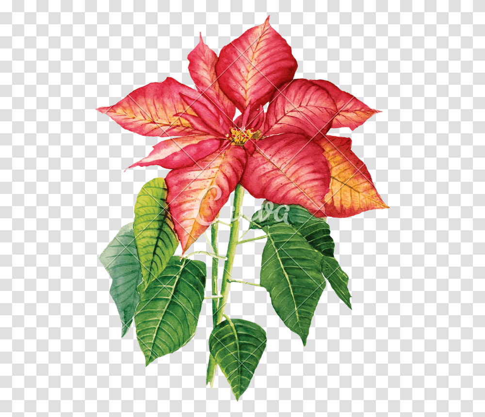 Clip Art Poinsettia Watercolor Watercolor Painting, Leaf, Plant, Flower, Blossom Transparent Png