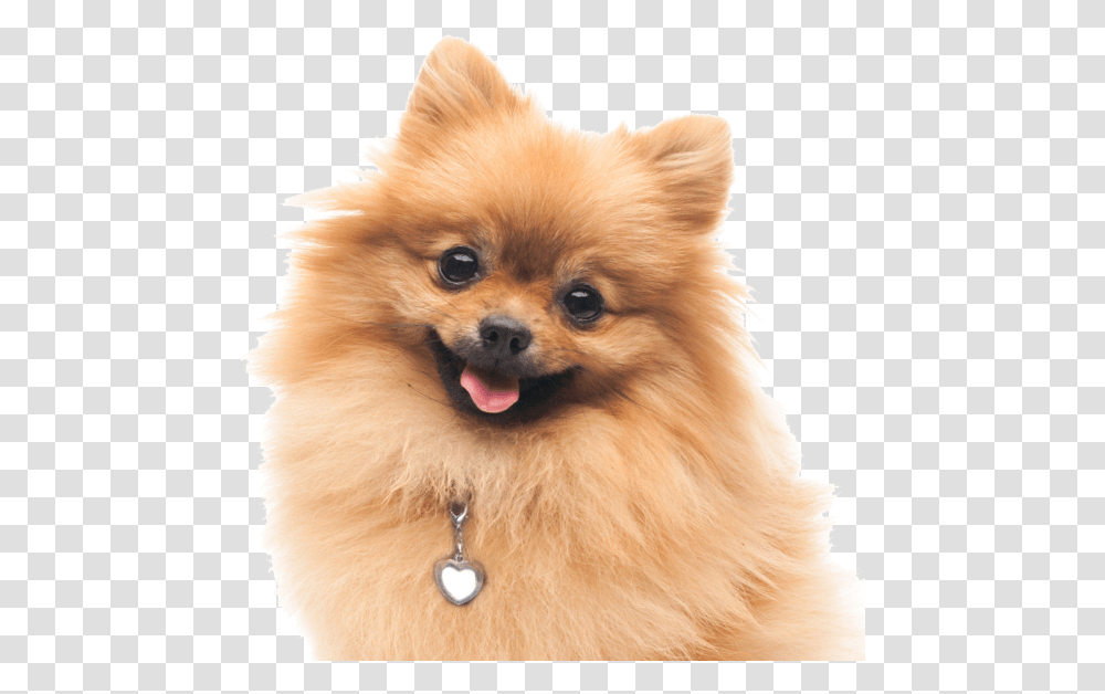 Clip Art Pomeranian Dogs Search, Puppy, Pet, Canine, Animal Transparent Png