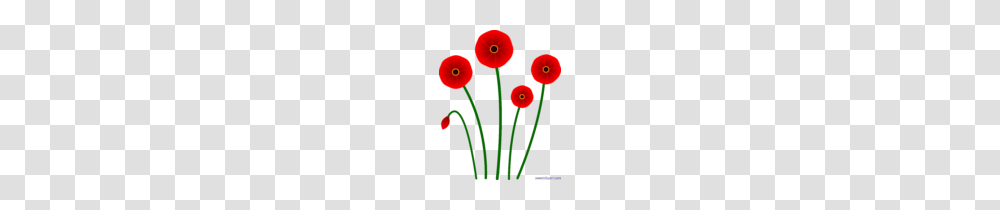 Clip Art Poppies, Plant, Flower, Blossom, Daisy Transparent Png