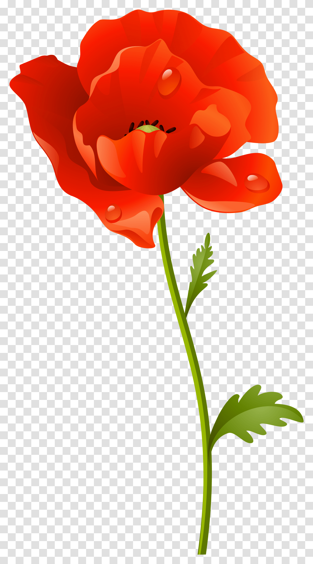 Clip Art Poppy Flowers Clipart Poppy Flower, Plant, Rose, Blossom, Petal Transparent Png