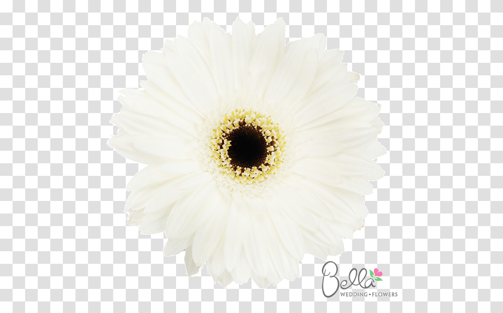 Clip Art Popular White Flowers Wedding, Plant, Blossom, Daisy, Daisies Transparent Png