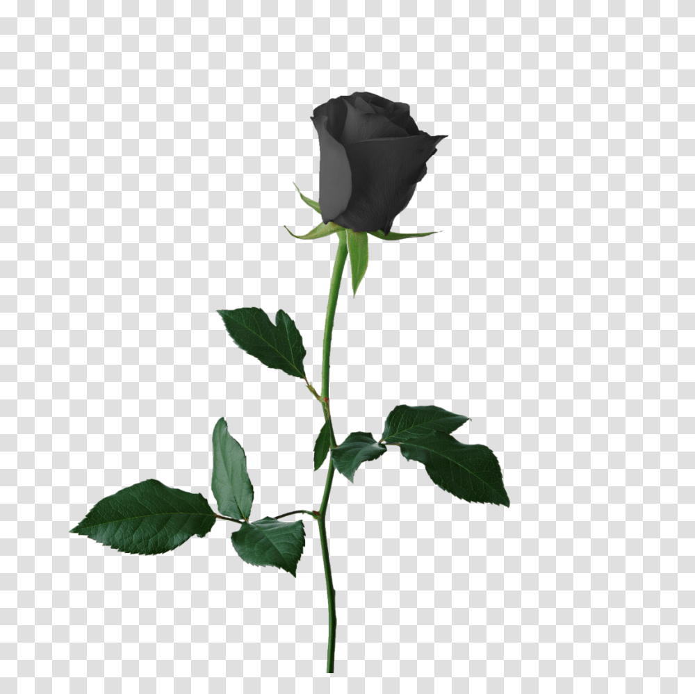 Clip Art Portable Network Graphics Black Rose Transparency, Flower, Plant, Blossom Transparent Png