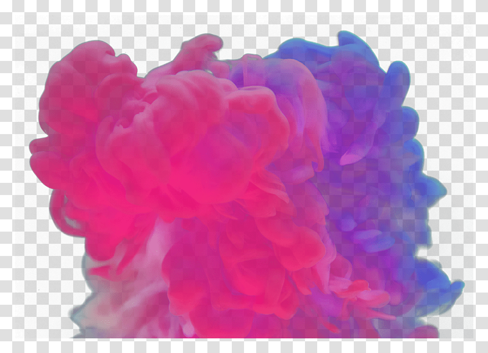 Clip Art Pretty Color Backgrounds, Plant, Rose, Flower, Blossom Transparent Png