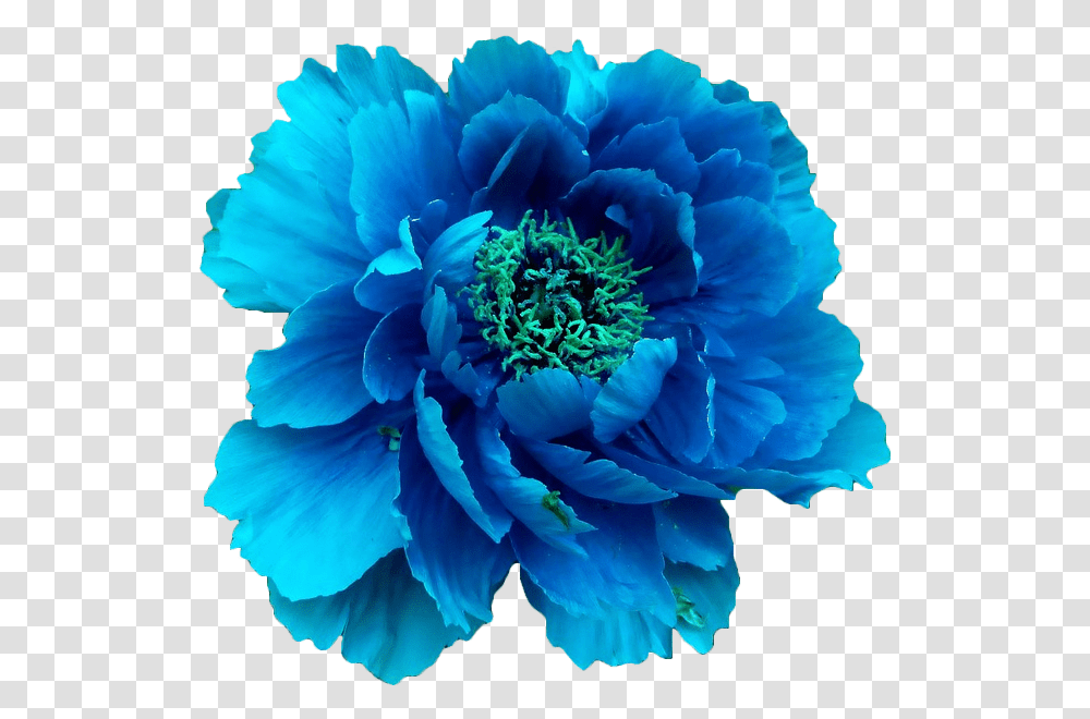 Clip Art Pretty Floral Universe Flower Crown Blue, Plant, Blossom, Peony, Pollen Transparent Png