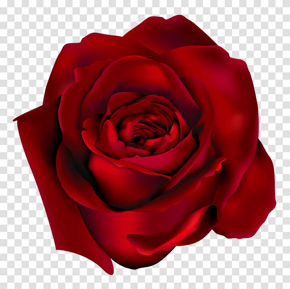 Clip Art Red Rose, Flower, Plant, Blossom, Petal Transparent Png