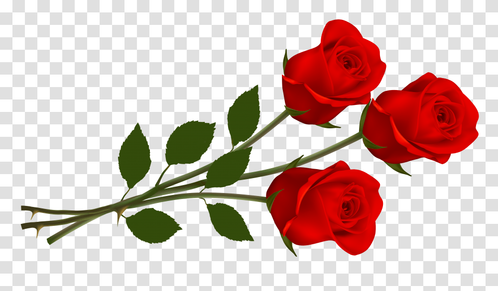 Clip Art Red Rose Roses Red Roses Rose And Single, Flower, Plant, Blossom, Petal Transparent Png