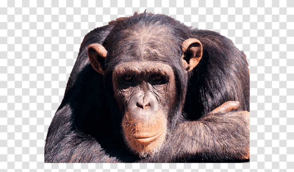 Clip Art Render Macaco Renders Dez Monkey Gif, Ape, Wildlife, Mammal, Animal Transparent Png