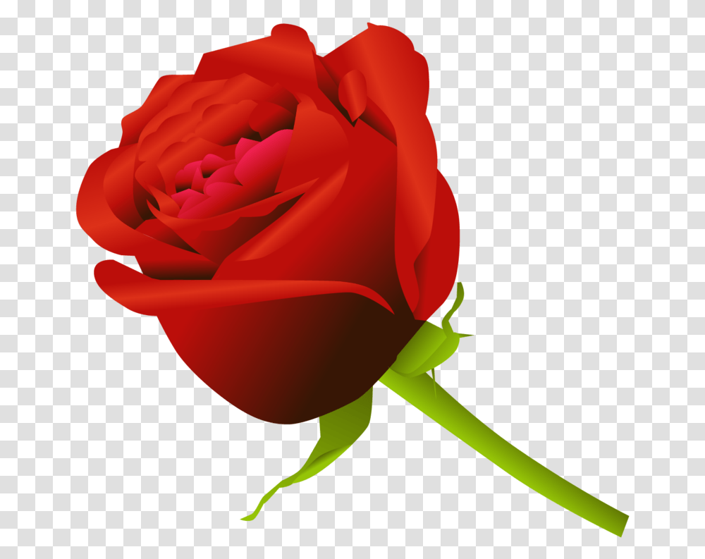 Clip Art Rose Flower Image Gulab Phool, Plant, Blossom, Petal Transparent Png