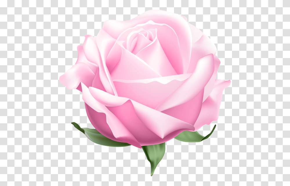 Clip Art, Rose, Flower, Plant, Blossom Transparent Png