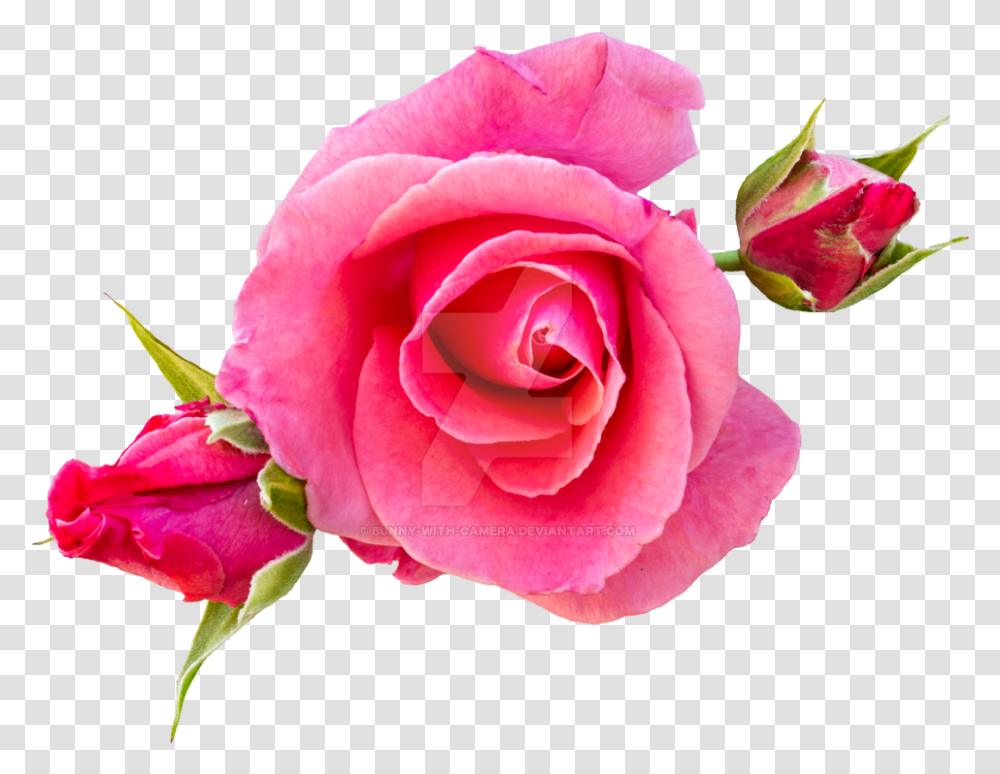 Clip Art Roses By Bunny With Pink Rose In, Flower, Plant, Blossom, Petal Transparent Png