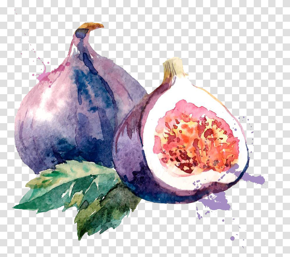 Clip Art Royalty Free Common Fig Watercolor Painting Fruit Watercolor, Plant, Food, Fungus, Produce Transparent Png