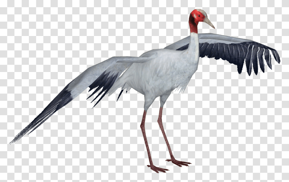 Clip Art Sarus Crane Andersxhd Zt Sandhill Crane, Bird, Animal, Crane Bird, Stork Transparent Png