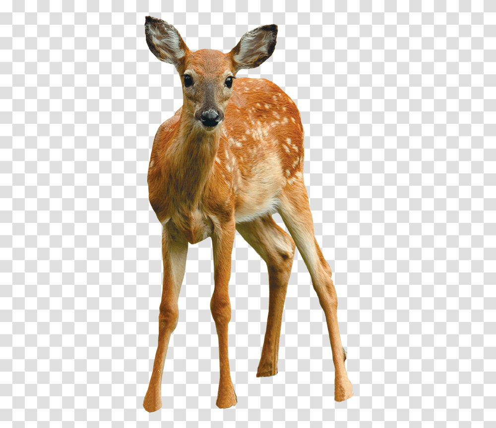 Clip Art Say Cheese September Cooperative White Tailed Deer, Wildlife, Mammal, Animal, Antelope Transparent Png
