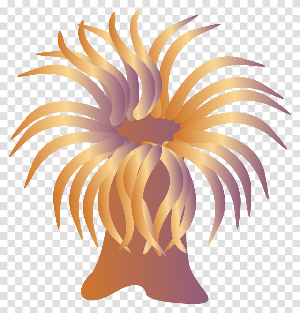 Clip Art Sea Anemone, Nature, Outdoors, Fireworks, Night Transparent Png