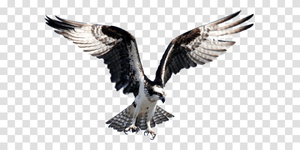 Clip Art Seahawk Bird Images Osprey Bird, Buzzard, Animal, Accipiter, Vulture Transparent Png