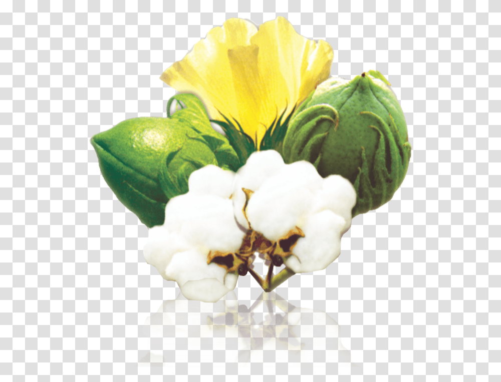 Clip Art Seed Fuzzy Jullundur Group, Plant, Flower, Rose, Iris Transparent Png