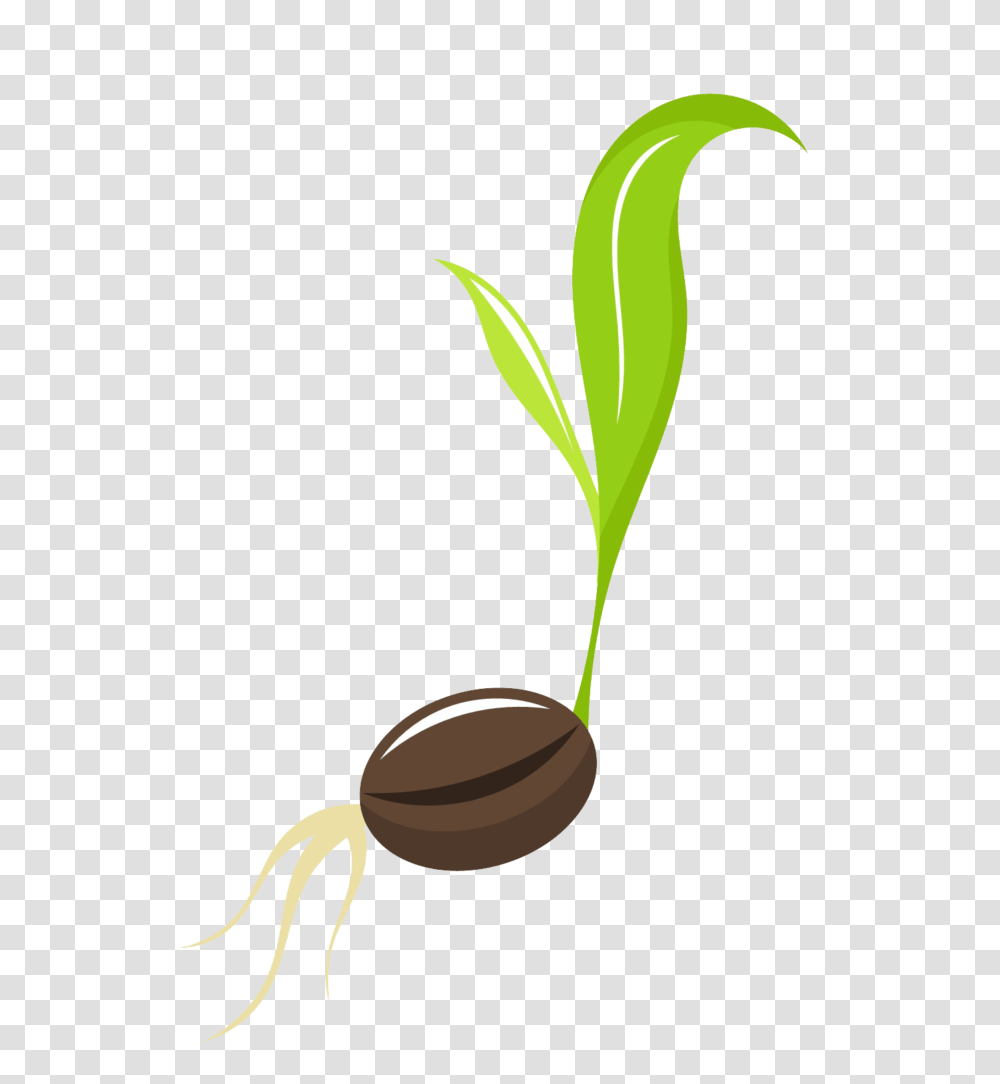Clip Art Seed, Plant, Vegetable, Food, Sprout Transparent Png