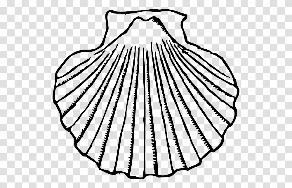 Clip Art Shells Clipart Black And White Scallop Black And White, Clam, Seashell, Invertebrate, Sea Life Transparent Png