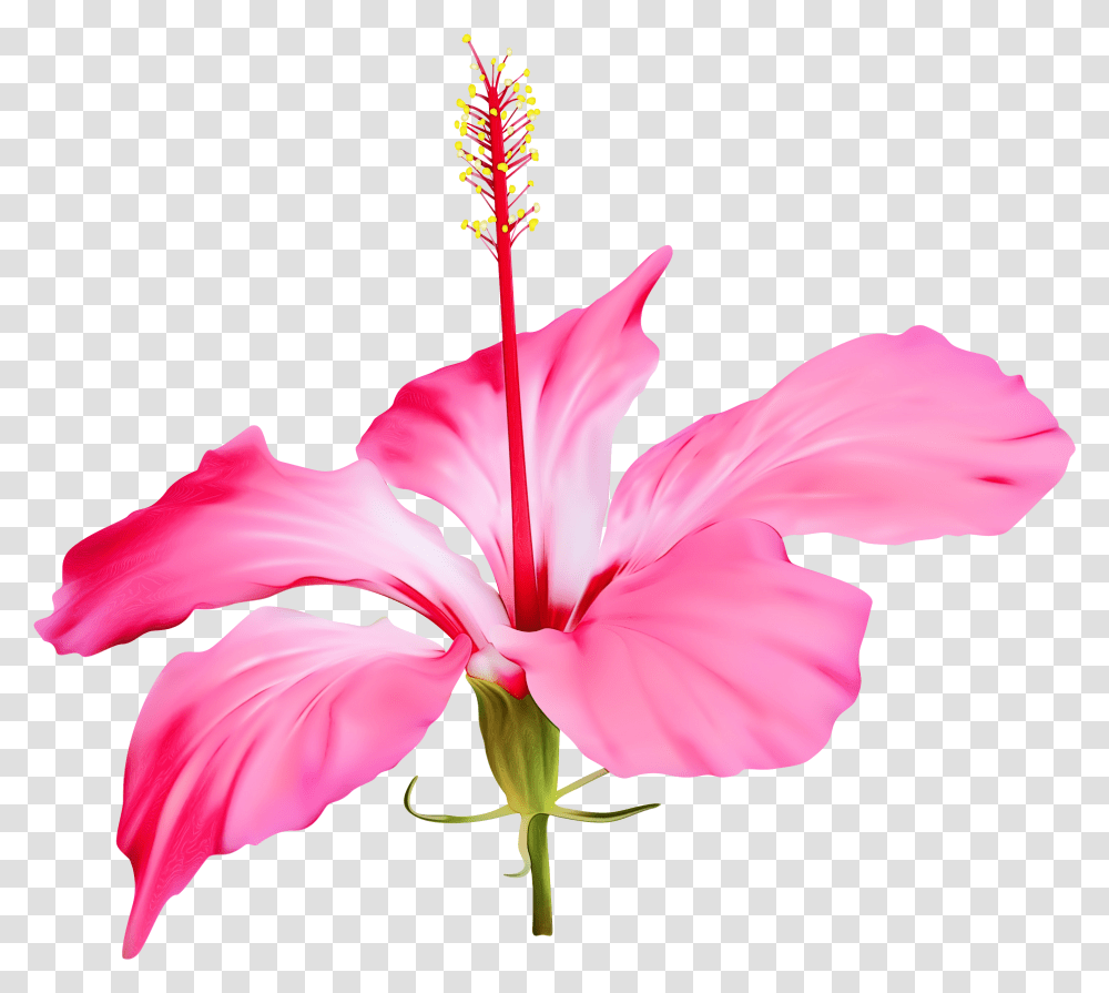 Clip Art Shoeblackplant Portable Network Graphics Flower Hawaii Flower Free, Hibiscus, Blossom, Petal, Pollen Transparent Png