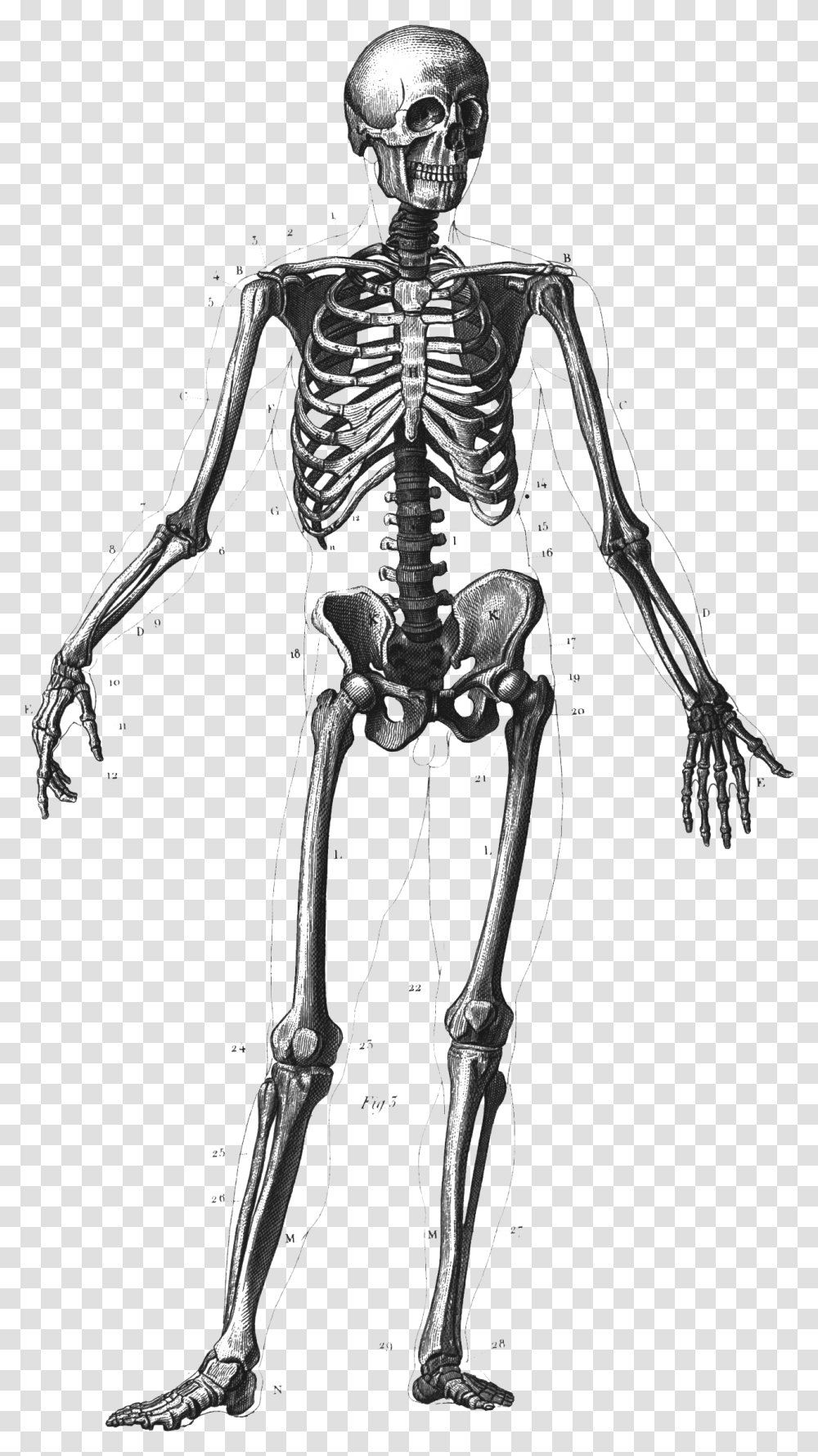 Clip Art Skeleton Body Paint Many Bones In Human Body, Bow, Person, Helmet Transparent Png