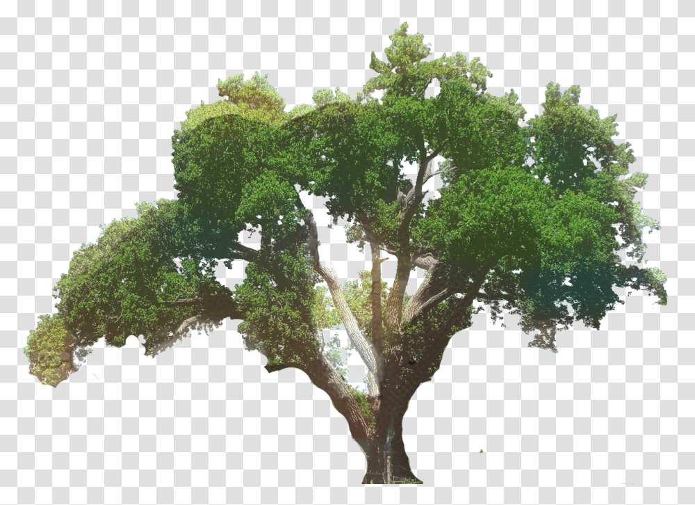 Clip Art Southern Live Oak Tree, Plant, Bird, Animal, Vegetation Transparent Png