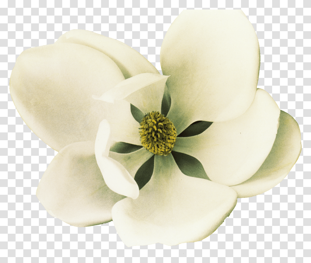 Clip Art Southern Magnolia Petal Flower, Plant, Pollen, Rose, Daisy Transparent Png