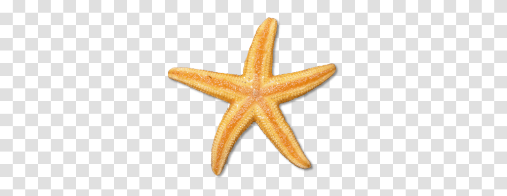 Clip Art Star Fish Clipartpig, Starfish, Invertebrate, Sea Life, Animal Transparent Png