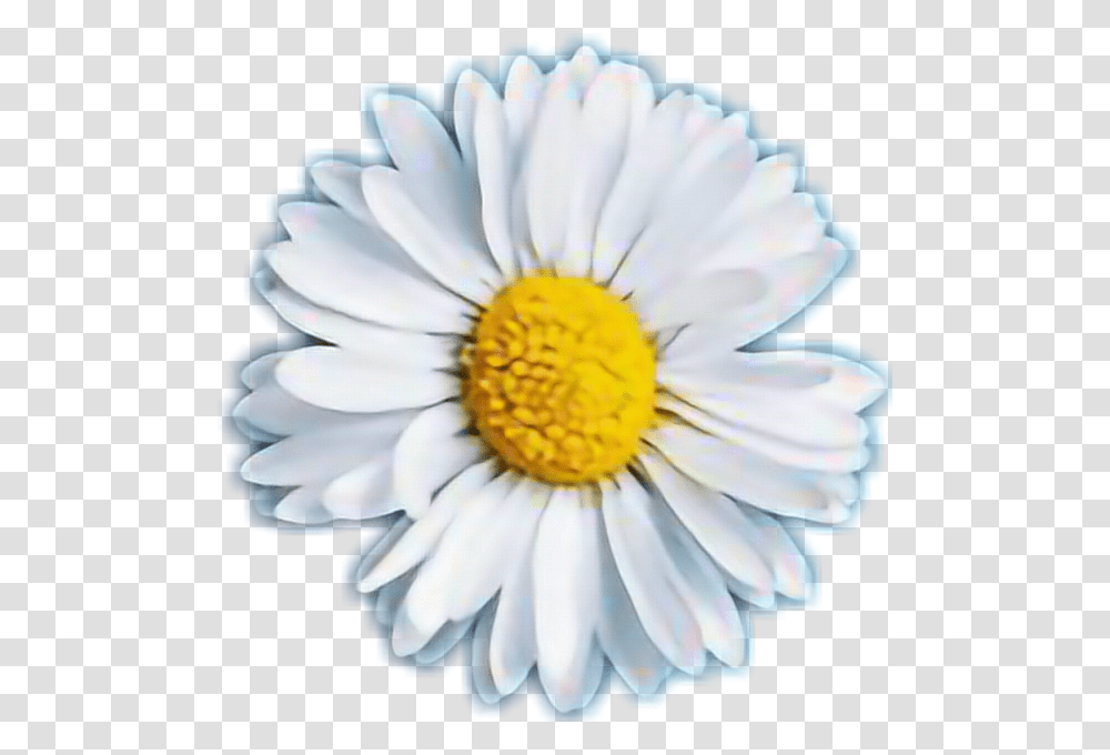 Clip Art Sticker By Dayan Iyali Sticker Margarita, Plant, Daisy, Flower, Daisies Transparent Png