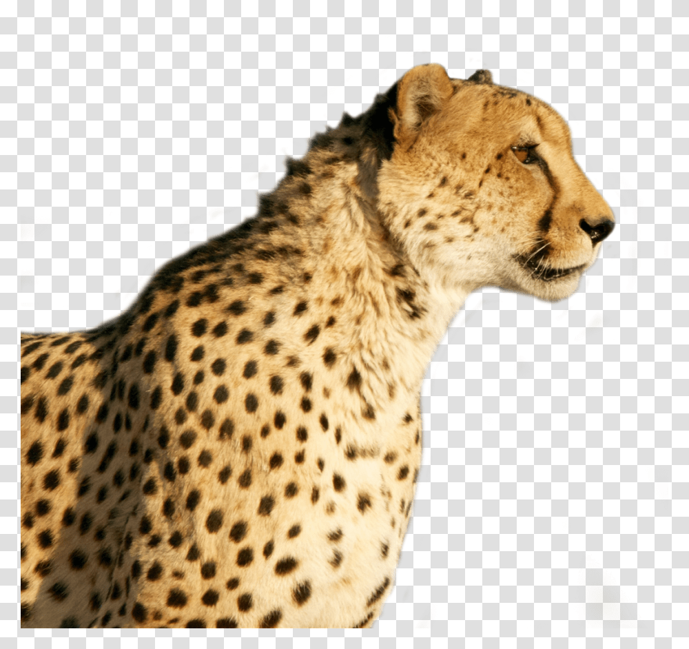 Clip Art Sticker By F Schmaecke Cheetah, Panther, Wildlife, Mammal, Animal Transparent Png