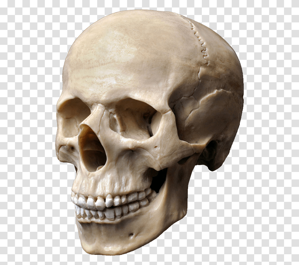 Clip Art Stock Photography Skeleton Head Skull Stock, Jaw, Archaeology, Soil, Teeth Transparent Png