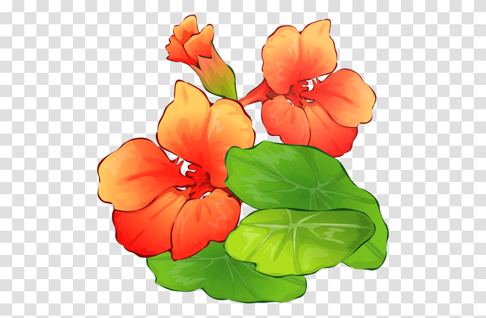 Clip Art Summer, Hibiscus, Flower, Plant, Blossom Transparent Png