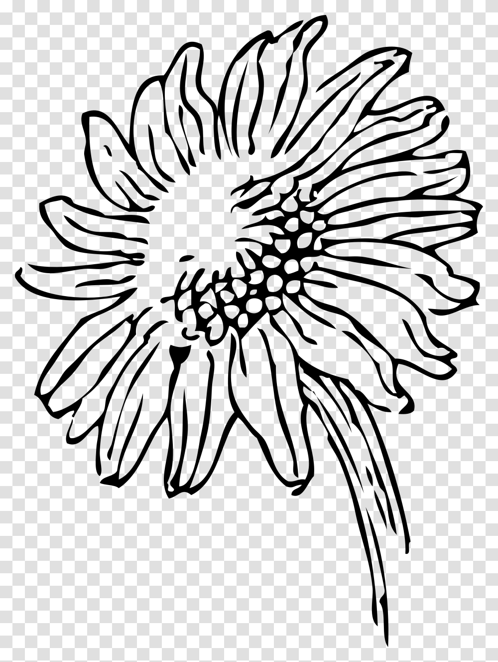 Clip Art Sunflower, Plant, Blossom, White, Texture Transparent Png